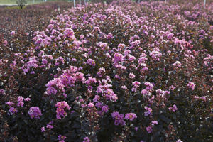 Obraz Lagerstroemia